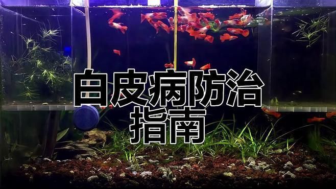 孔雀魚發白腐爛會傳染嗎，如何判斷孔雀魚是否發白腐爛 孔雀魚發白腐爛會傳染嗎，如何判斷孔雀魚是否發白腐爛 龍魚百科 第2張
