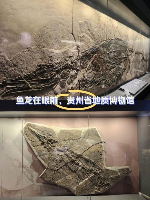 興義龍魚化石的市場價值，興義圖魚貴石的市場價值 興義龍魚化石的市場價值，興義圖魚貴石的市場價值 龍魚百科 第3張