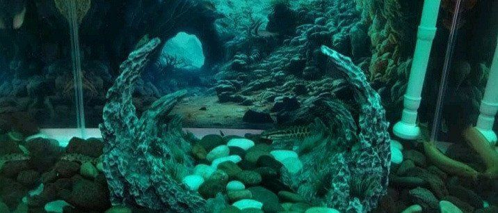 森森魚缸有哪些系列？，性價比高的森森魚缸系列， 森森魚缸有哪些系列？，性價比高的森森魚缸系列， 龍魚百科 第14張