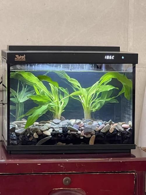 森森魚缸有哪些系列？，性價比高的森森魚缸系列， 森森魚缸有哪些系列？，性價比高的森森魚缸系列， 龍魚百科 第4張