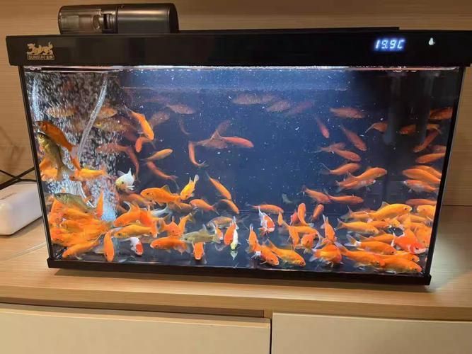 森森魚缸有哪些系列？，性價比高的森森魚缸系列， 森森魚缸有哪些系列？，性價比高的森森魚缸系列， 龍魚百科 第2張