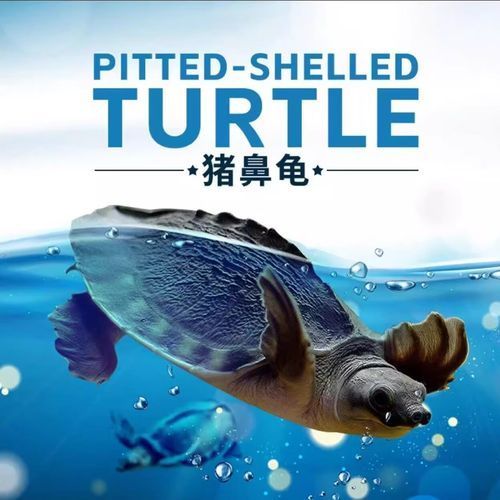 豬鼻龜?shù)膬r(jià)格是多少？，豬鼻龜?shù)膬r(jià)格是多少 豬鼻龜?shù)膬r(jià)格是多少？，豬鼻龜?shù)膬r(jià)格是多少 龍魚百科 第2張