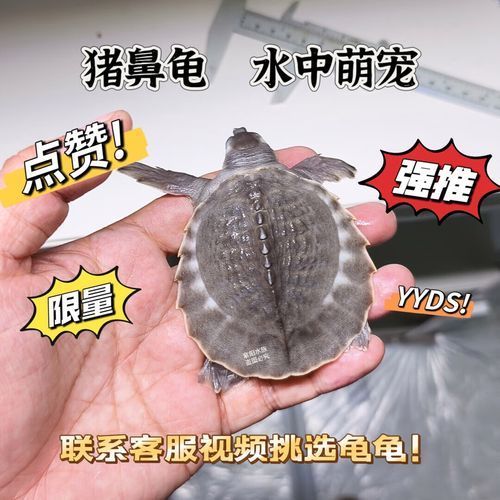 豬鼻龜?shù)膬r(jià)格是多少？，豬鼻龜?shù)膬r(jià)格是多少 豬鼻龜?shù)膬r(jià)格是多少？，豬鼻龜?shù)膬r(jià)格是多少 龍魚百科 第1張