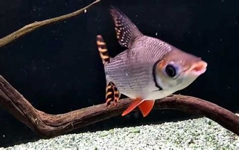 飛鳳魚，水族箱中常被視為“清潔工”的飛鳳魚 飛鳳魚，水族箱中常被視為“清潔工”的飛鳳魚 龍魚百科 第2張