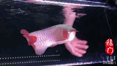 如何設(shè)置4K紅龍魚動態(tài)壁紙，steam創(chuàng)意工坊4k紅龍魚動態(tài)壁紙設(shè)置4k動態(tài)壁紙 如何設(shè)置4K紅龍魚動態(tài)壁紙，steam創(chuàng)意工坊4k紅龍魚動態(tài)壁紙設(shè)置4k動態(tài)壁紙 龍魚百科 第2張