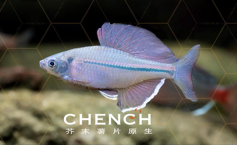 彩鰈和伊罕哪個更適合龍魚飼養(yǎng)？，彩鰈和伊罕和伊罕哪個更適合龍魚飼養(yǎng) 彩鰈和伊罕哪個更適合龍魚飼養(yǎng)？，彩鰈和伊罕和伊罕哪個更適合龍魚飼養(yǎng) 龍魚百科 第2張