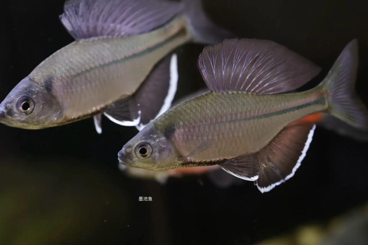 彩鰈和伊罕哪個更適合龍魚飼養(yǎng)？，彩鰈和伊罕和伊罕哪個更適合龍魚飼養(yǎng) 彩鰈和伊罕哪個更適合龍魚飼養(yǎng)？，彩鰈和伊罕和伊罕哪個更適合龍魚飼養(yǎng) 龍魚百科 第1張