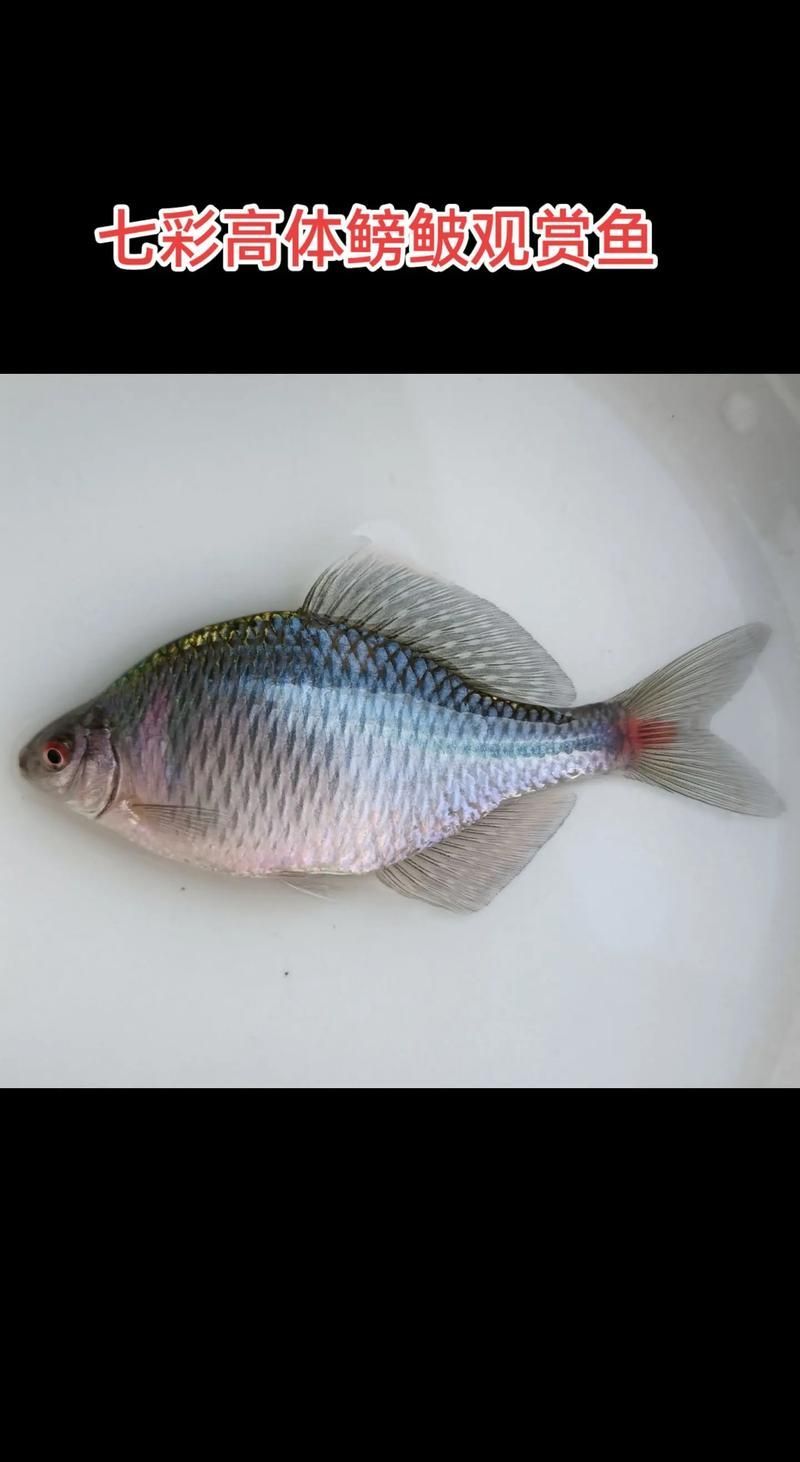 彩鰈和伊罕哪個更適合龍魚飼養(yǎng)？，彩鰈和伊罕和伊罕哪個更適合龍魚飼養(yǎng) 彩鰈和伊罕哪個更適合龍魚飼養(yǎng)？，彩鰈和伊罕和伊罕哪個更適合龍魚飼養(yǎng) 龍魚百科 第4張