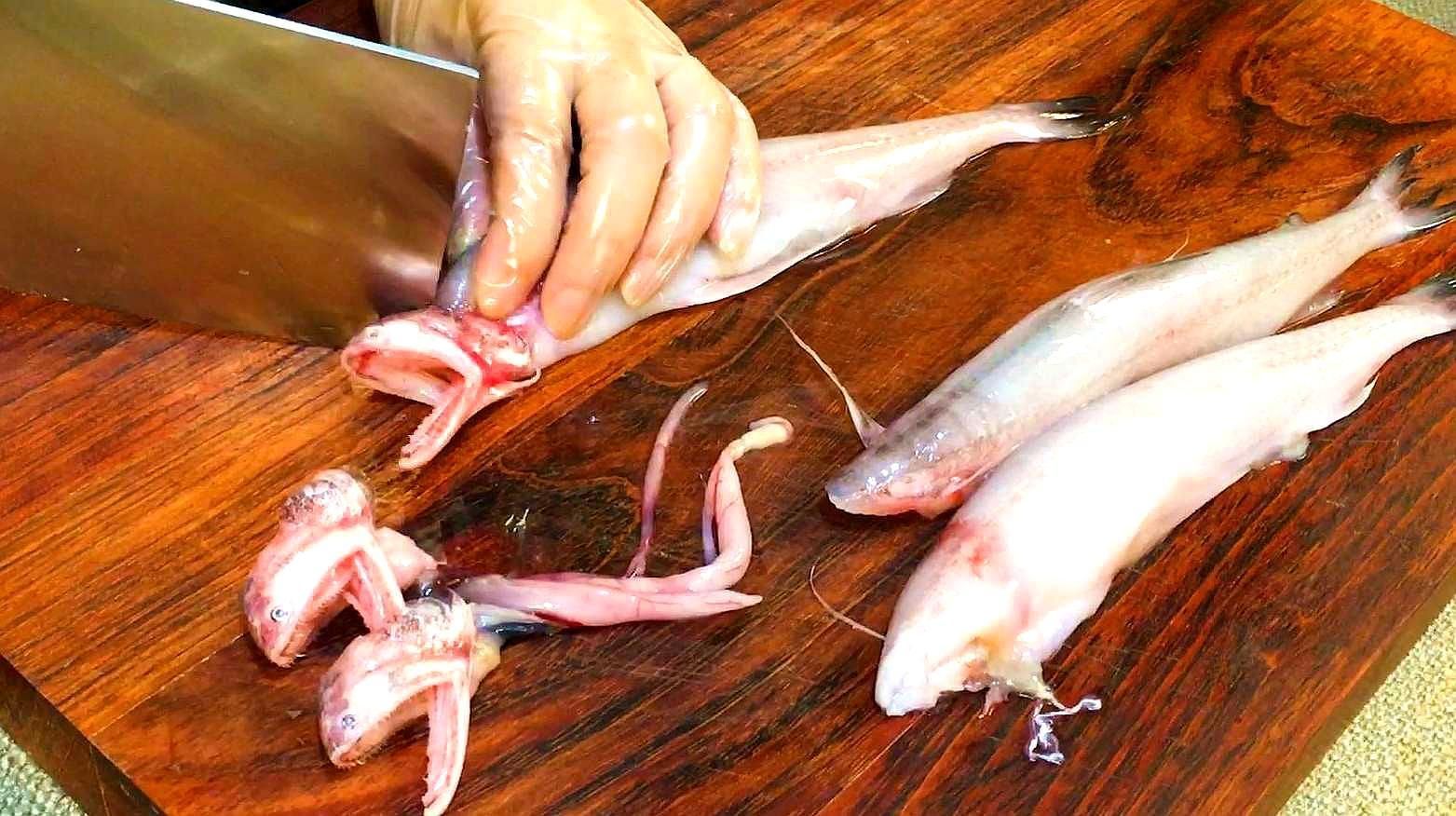 閩侯龍魚有哪些常見的烹飪方法，福建沿海家庭最經典的閩侯龍魚做法，醬油水燒龍頭魚太美味了