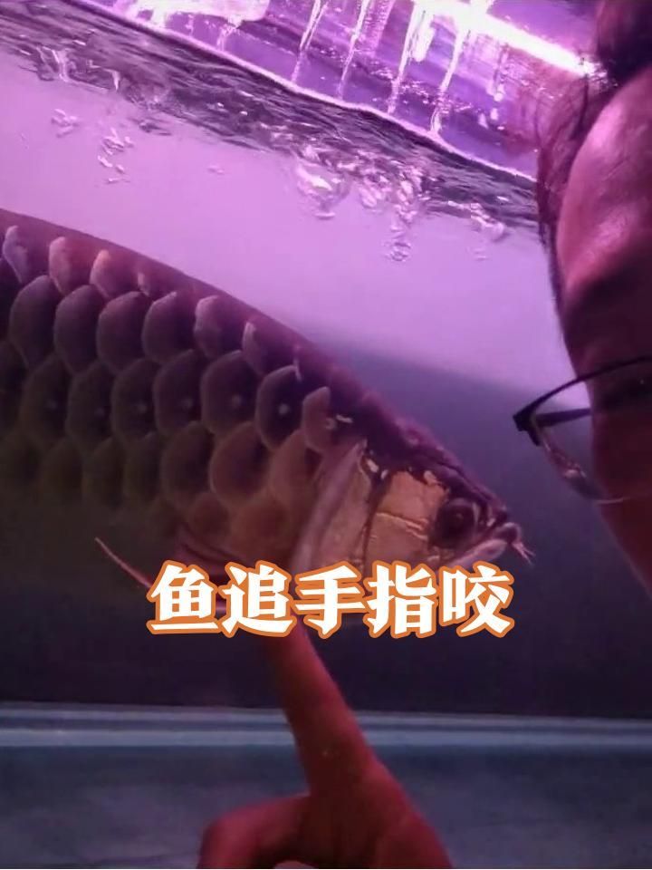 如何訓練龍魚識別主人手勢？，如何訓練龍魚識別主人手勢