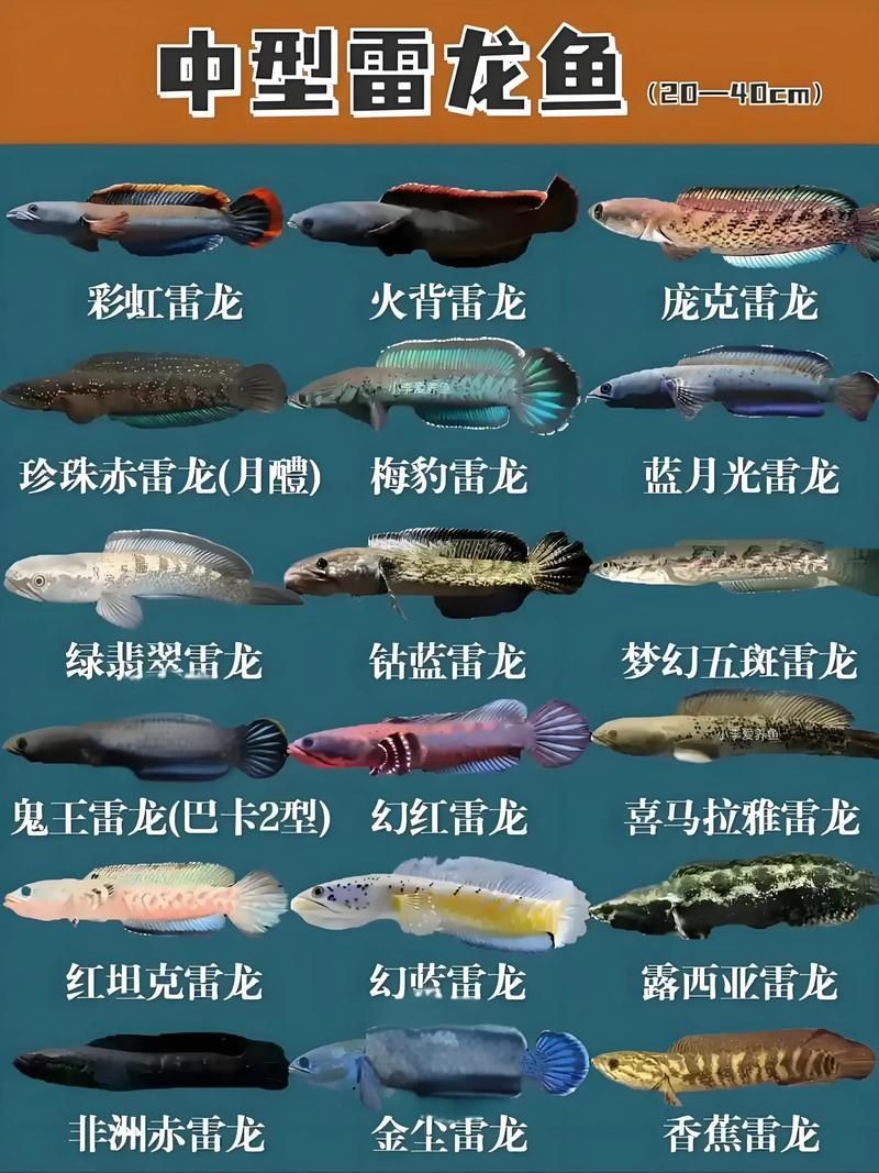 雷龍魚圖片大全，雷龍魚圖片大全，雷龍魚的種類及種類介紹