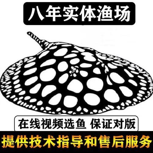黑金魟魚的飼養方法，黑金魟魚的飼養方法：飼養黑金魟魚的飼養方法 黑金魟魚的飼養方法，黑金魟魚的飼養方法：飼養黑金魟魚的飼養方法 龍魚百科 第2張