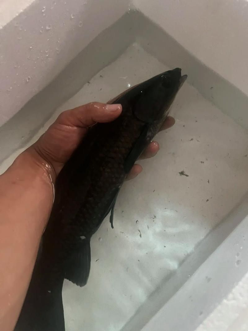 黑金魟魚的飼養方法，黑金魟魚的飼養方法：飼養黑金魟魚的飼養方法 黑金魟魚的飼養方法，黑金魟魚的飼養方法：飼養黑金魟魚的飼養方法 龍魚百科 第1張