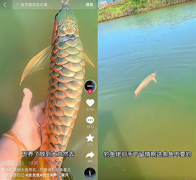 龍大和金龍魚哪個更稀有？，紅龍魚與金龍魚哪個更稀有金龍魚與“金龍魚”哪個更稀有 龍大和金龍魚哪個更稀有？，紅龍魚與金龍魚哪個更稀有金龍魚與“金龍魚”哪個更稀有 龍魚百科 第7張