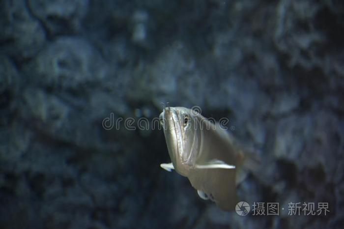 龍大和金龍魚哪個更稀有？，紅龍魚與金龍魚哪個更稀有金龍魚與“金龍魚”哪個更稀有 龍大和金龍魚哪個更稀有？，紅龍魚與金龍魚哪個更稀有金龍魚與“金龍魚”哪個更稀有 龍魚百科 第10張