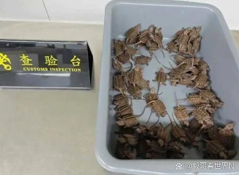 龍魚在哪些國家或地區被禁止食用？，龍魚在哪些國家或地區禁止食用
