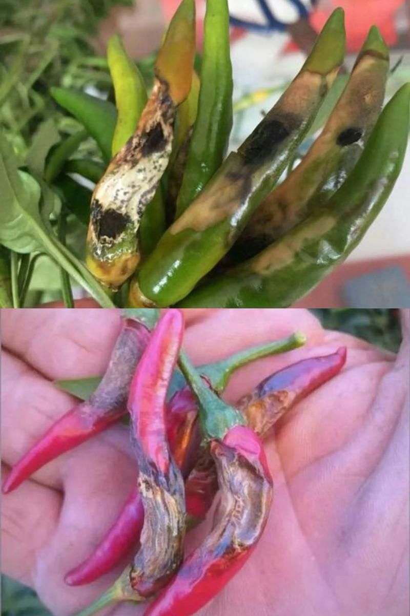 紅龍辣椒有哪些常見病害，capsicumchinense紅龍辣椒常見病害防治要點