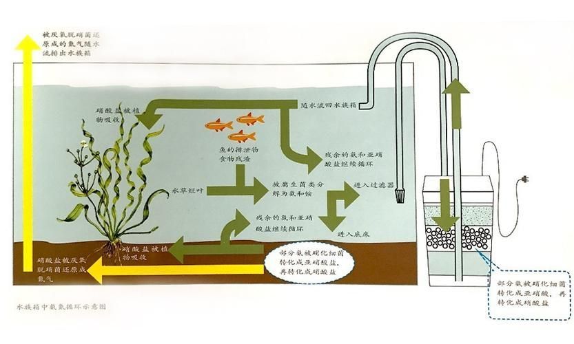 如何判斷魚缸是否完全恢復(fù),如何判斷魚缸完全恢復(fù) 龍魚百科 第5張 如何判斷魚缸是否完全恢復(fù),如何判斷魚缸完全恢復(fù) 如何判斷魚缸是否完全恢復(fù),如何判斷魚缸完全恢復(fù) 龍魚百科 第5張