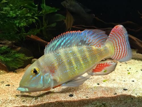 申古銀版魚的市場行情，“申古銀版魚市場行情信息已明確要求1000字文本與配圖 申古銀版魚的市場行情，“申古銀版魚市場行情信息已明確要求1000字文本與配圖 龍魚百科 第1張