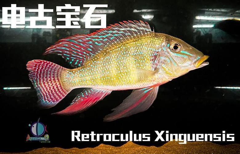 申古銀版魚的市場行情，“申古銀版魚市場行情信息已明確要求1000字文本與配圖 申古銀版魚的市場行情，“申古銀版魚市場行情信息已明確要求1000字文本與配圖 龍魚百科 第5張