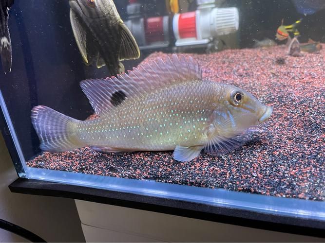 申古銀版魚的市場行情，“申古銀版魚市場行情信息已明確要求1000字文本與配圖 申古銀版魚的市場行情，“申古銀版魚市場行情信息已明確要求1000字文本與配圖 龍魚百科 第4張