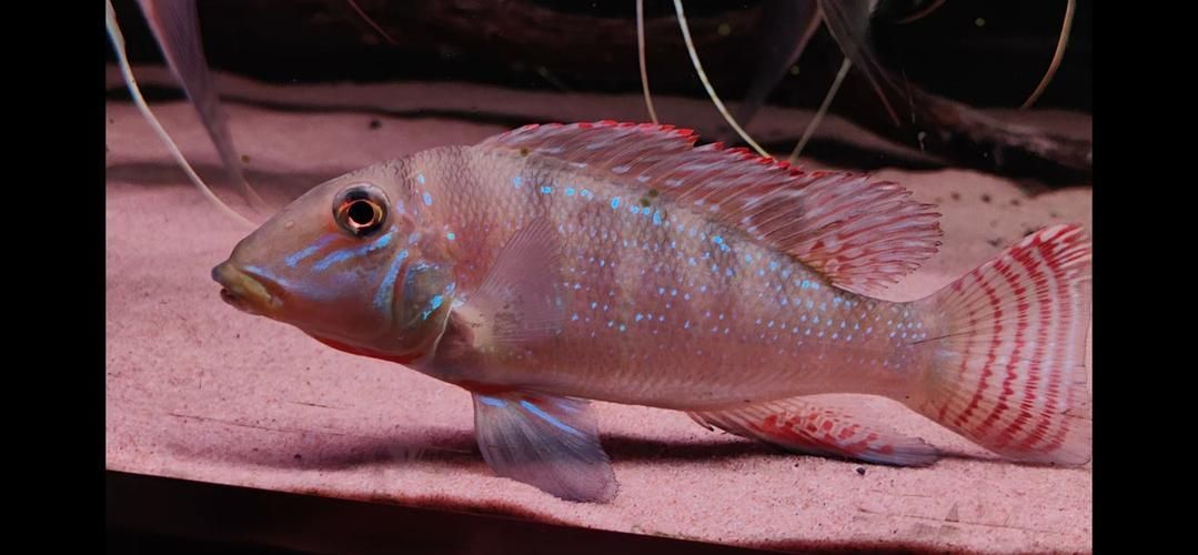 申古銀版魚的市場行情，“申古銀版魚市場行情信息已明確要求1000字文本與配圖 申古銀版魚的市場行情，“申古銀版魚市場行情信息已明確要求1000字文本與配圖 龍魚百科 第2張