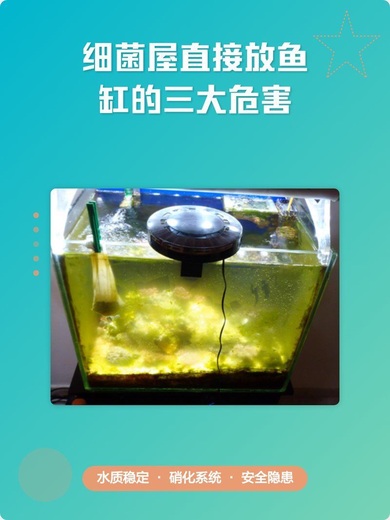 細菌屋直接扔缸里有效果嗎，細菌屋直接扔缸里有效果嗎細菌屋直接扔缸里有效果嗎 細菌屋直接扔缸里有效果嗎，細菌屋直接扔缸里有效果嗎細菌屋直接扔缸里有效果嗎 龍魚百科 第1張