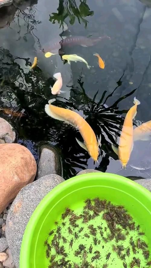 如何判斷龍魚場的信譽度？，如何判斷龍魚場信譽度 如何判斷龍魚場的信譽度？，如何判斷龍魚場信譽度 龍魚百科 第10張