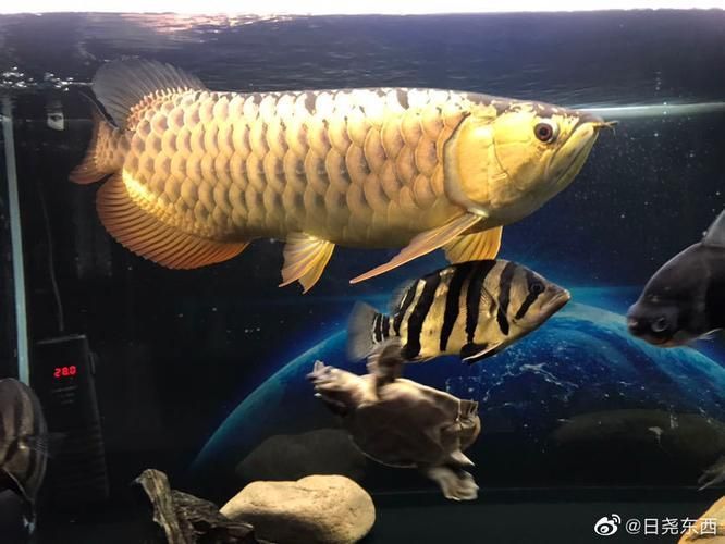 哪種燈光對金龍魚最佳？，金龍魚燈光照射多久合適金龍魚燈光照射多久合適 哪種燈光對金龍魚最佳？，金龍魚燈光照射多久合適金龍魚燈光照射多久合適 龍魚百科 第5張
