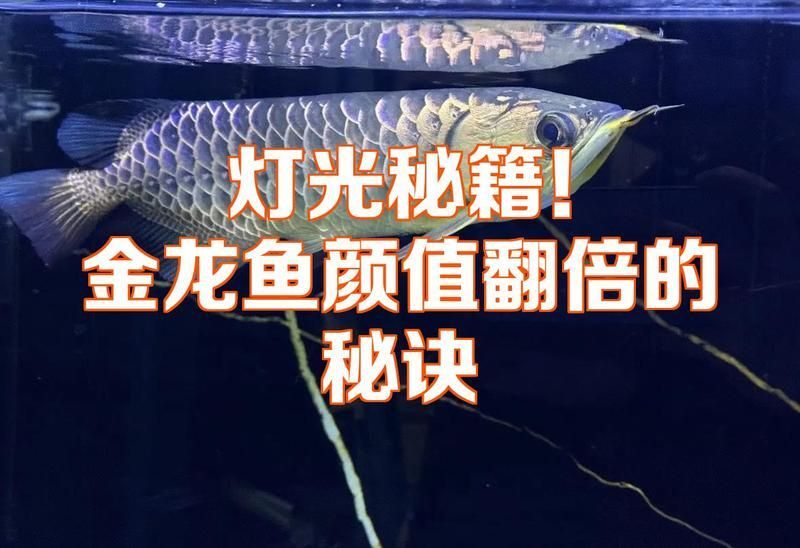 哪種燈光對金龍魚最佳？，金龍魚燈光照射多久合適金龍魚燈光照射多久合適 哪種燈光對金龍魚最佳？，金龍魚燈光照射多久合適金龍魚燈光照射多久合適 龍魚百科 第9張