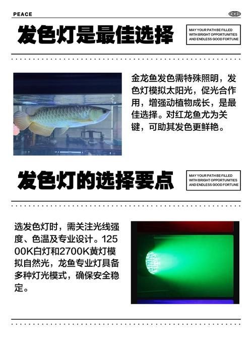 哪種燈光對金龍魚最佳？，金龍魚燈光照射多久合適金龍魚燈光照射多久合適 哪種燈光對金龍魚最佳？，金龍魚燈光照射多久合適金龍魚燈光照射多久合適 龍魚百科 第6張