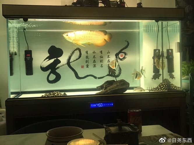 哪種燈光對金龍魚最佳？，金龍魚燈光照射多久合適金龍魚燈光照射多久合適 哪種燈光對金龍魚最佳？，金龍魚燈光照射多久合適金龍魚燈光照射多久合適 龍魚百科 第3張