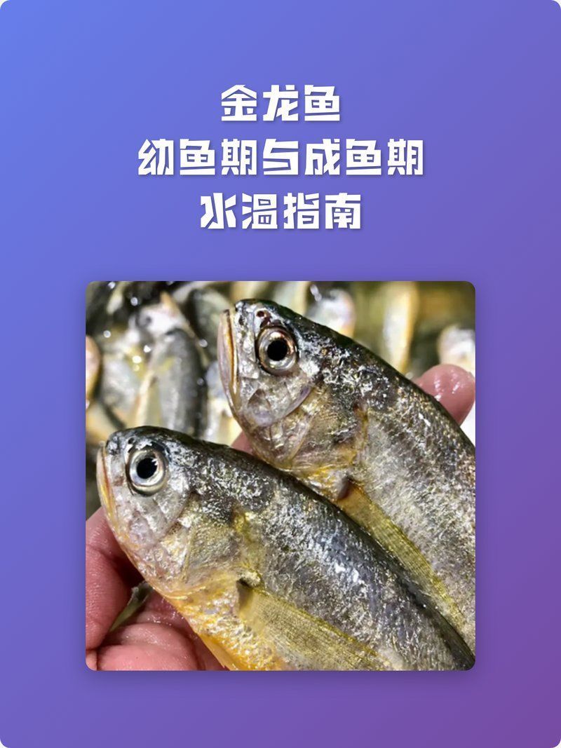 金龍魚最佳水溫是多少度，金龍魚幼魚期與成魚期水溫指南是如初呦，要不要我整理一份 金龍魚最佳水溫是多少度，金龍魚幼魚期與成魚期水溫指南是如初呦，要不要我整理一份 龍魚百科 第2張