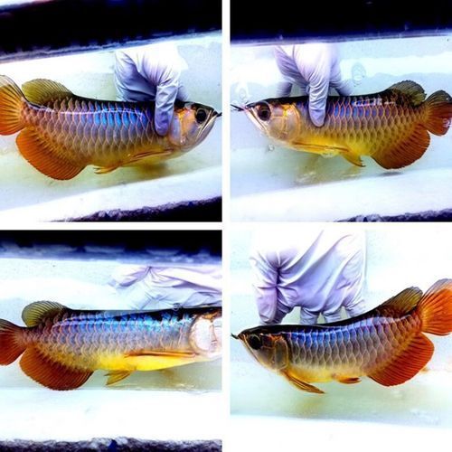 武吉美拉金龍魚有哪些稀有變異類型?,武吉美拉金龍魚變異類型展示 龍魚百科 第2張 武吉美拉金龍魚有哪些稀有變異類型?,武吉美拉金龍魚變異類型展示 武吉美拉金龍魚有哪些稀有變異類型?,武吉美拉金龍魚變異類型展示 龍魚百科 第2張