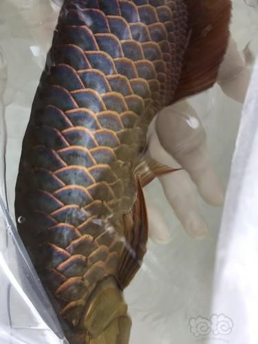 武吉美拉金龍魚有哪些稀有變異類型?,武吉美拉金龍魚變異類型展示 龍魚百科 第5張 武吉美拉金龍魚有哪些稀有變異類型?,武吉美拉金龍魚變異類型展示 武吉美拉金龍魚有哪些稀有變異類型?,武吉美拉金龍魚變異類型展示 龍魚百科 第5張