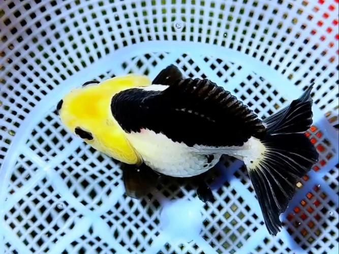 武吉美拉金龍魚有哪些稀有變異類型?,武吉美拉金龍魚變異類型展示 龍魚百科 第7張 武吉美拉金龍魚有哪些稀有變異類型?,武吉美拉金龍魚變異類型展示 武吉美拉金龍魚有哪些稀有變異類型?,武吉美拉金龍魚變異類型展示 龍魚百科 第7張