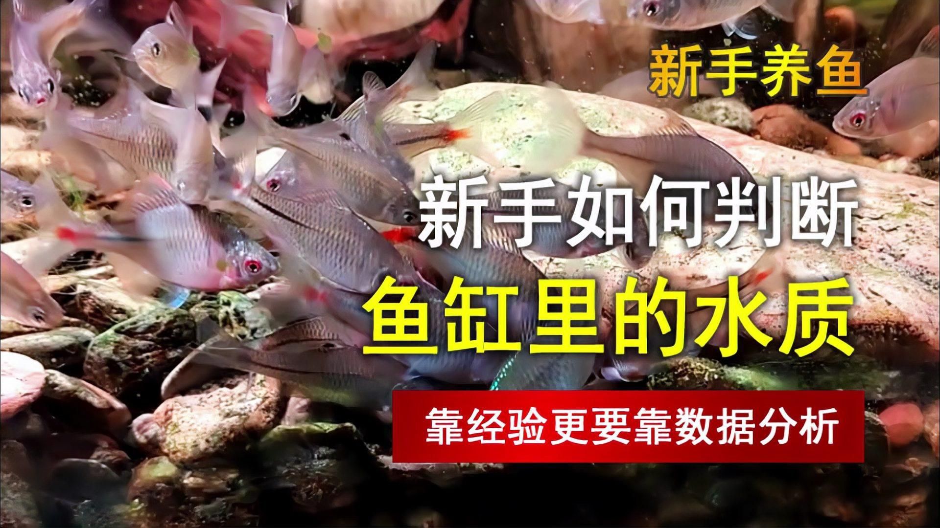 如何判斷魚缸水質是否適合養魚？，如何判斷魚缸水質是否適合養魚 如何判斷魚缸水質是否適合養魚？，如何判斷魚缸水質是否適合養魚 龍魚百科 第1張