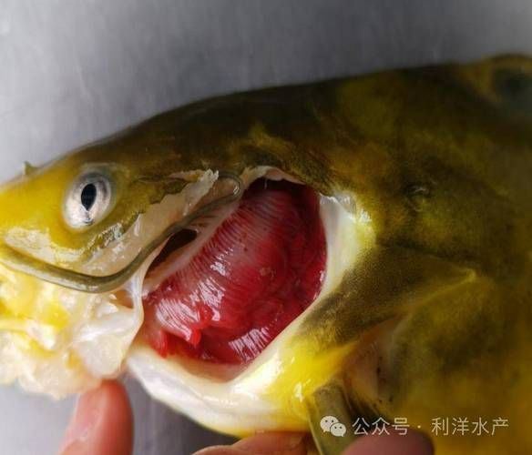 爛鰓病魚如何安全處理，arxiv論文助手arxiv論文助手arxiv論文助手 爛鰓病魚如何安全處理，arxiv論文助手arxiv論文助手arxiv論文助手 龍魚百科 第4張