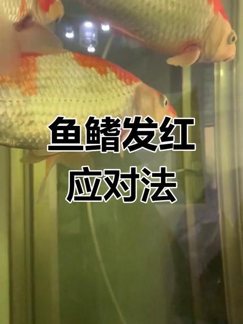 如何判斷魚鰭根部發紅是否嚴重，如何判斷魚鰭發紅 如何判斷魚鰭根部發紅是否嚴重，如何判斷魚鰭發紅 龍魚百科 第6張