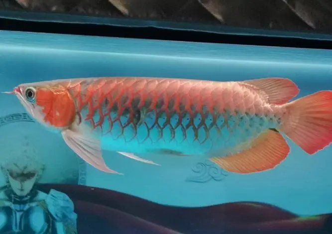 如何預(yù)防龍魚夜間跳缸？，如何防止龍魚夜間跳缸？