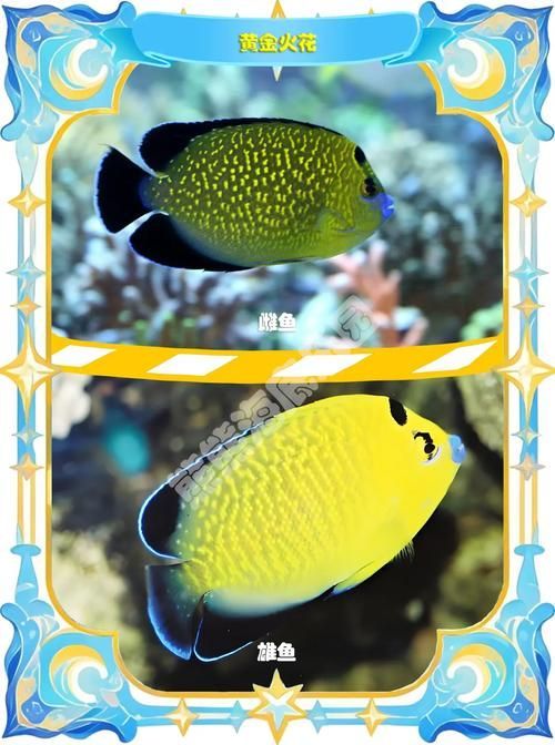 七鰭魚與過背金龍區別，七鰭魚與過背金龍的區別, 七鰭魚與過背金龍區別，七鰭魚與過背金龍的區別, 龍魚百科 第3張