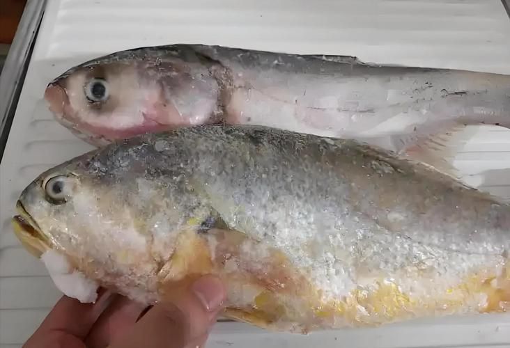 解凍后的魚多久不新鮮，解凍后的魚在室溫下放置超過兩小時(shí)，其新鮮度會(huì)顯著下降 解凍后的魚多久不新鮮，解凍后的魚在室溫下放置超過兩小時(shí)，其新鮮度會(huì)顯著下降 龍魚百科 第2張