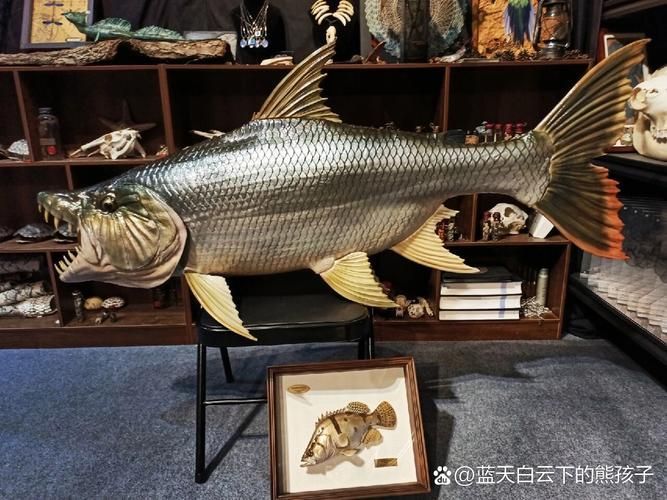 如何區分福虎和異型虎魚？，如何區分福虎和異型虎魚,用戶要求詳解如何區分福虎和異型虎魚 如何區分福虎和異型虎魚？，如何區分福虎和異型虎魚,用戶要求詳解如何區分福虎和異型虎魚 龍魚百科 第4張
