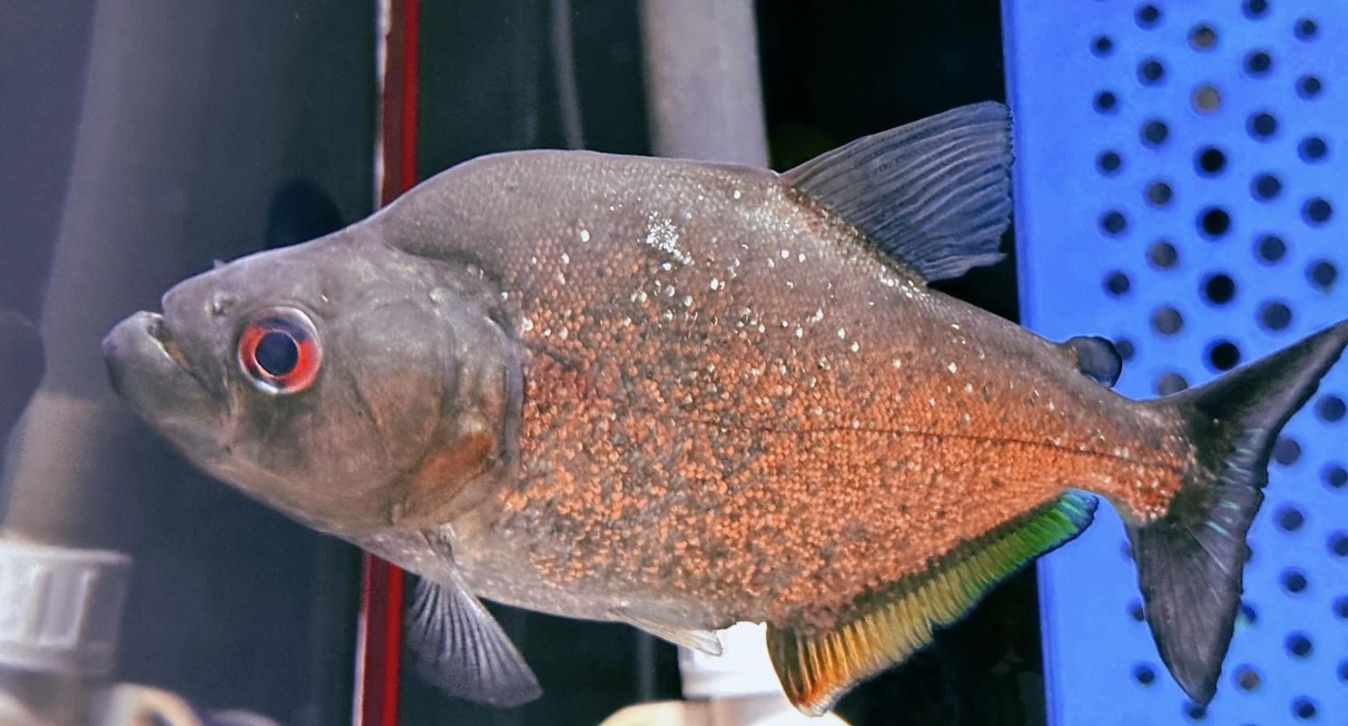 如何區分福虎和異型虎魚？，如何區分福虎和異型虎魚,用戶要求詳解如何區分福虎和異型虎魚 如何區分福虎和異型虎魚？，如何區分福虎和異型虎魚,用戶要求詳解如何區分福虎和異型虎魚 龍魚百科 第2張