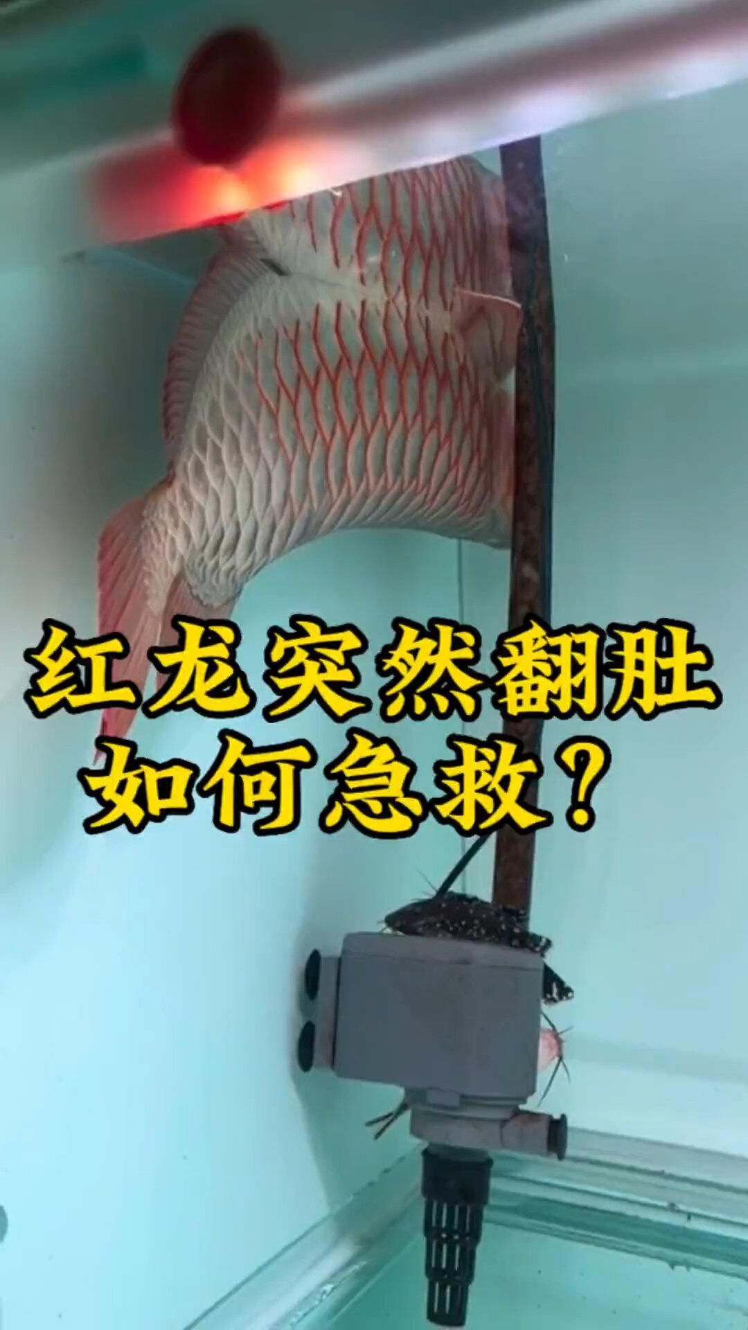 龍魚頭朝上尾朝下如何急救，龍魚頭朝上尾朝下如何急救,