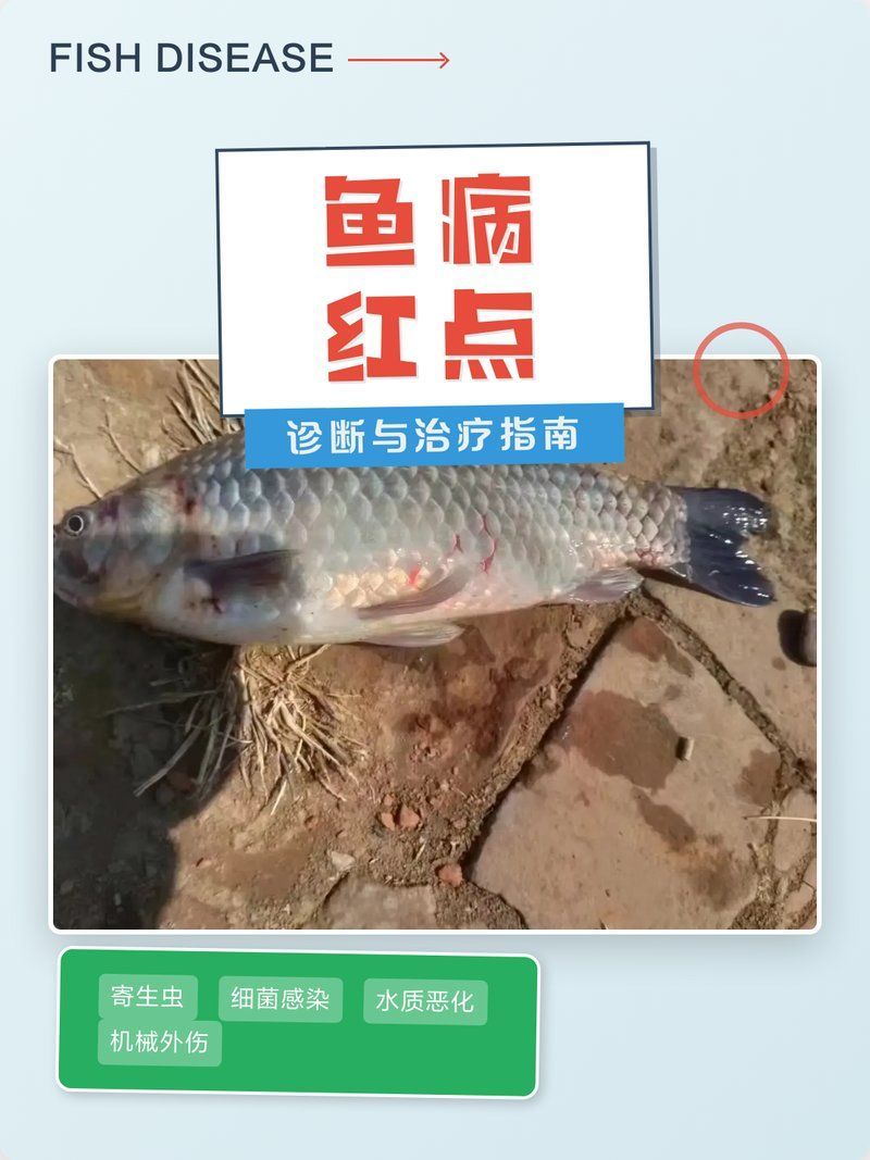 魚身上長紅點后如何治療，魚身上有紅點是什么病 魚身上長紅點后如何治療，魚身上有紅點是什么病 龍魚百科 第1張