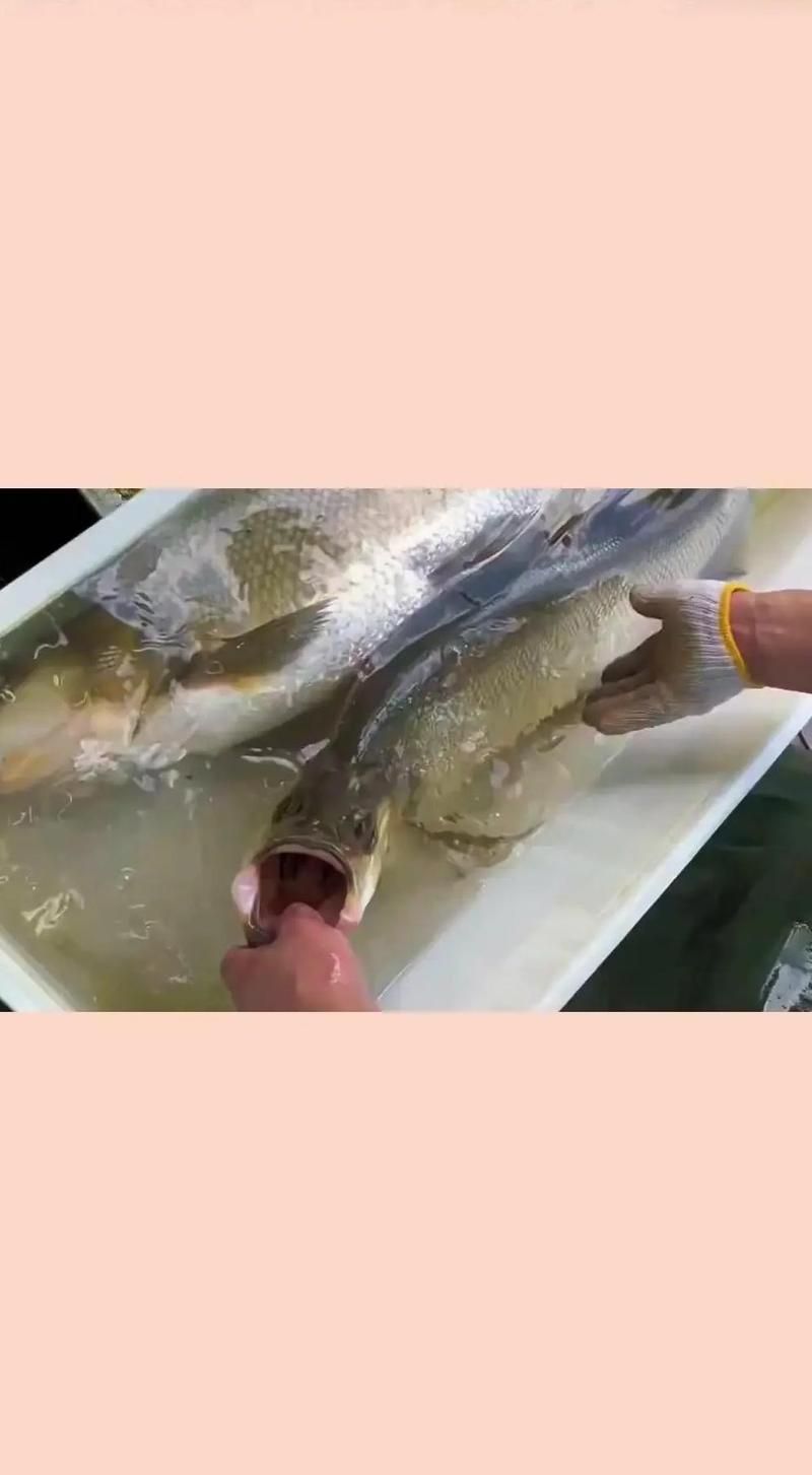 如何區分紅尾魚和翹嘴魚，紅尾魚和翹嘴魚的區別 如何區分紅尾魚和翹嘴魚，紅尾魚和翹嘴魚的區別 龍魚百科 第2張