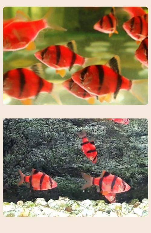 紅龍和虎魚混養(yǎng)需要多大的魚缸？，紅龍和虎皮魚混養(yǎng)需要多大覆蓋