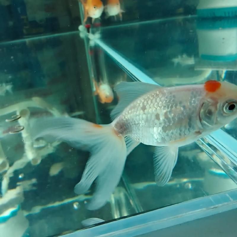 如何預防金龍魚掉鱗片感染 龍魚百科 第6張 如何預防金龍魚掉鱗片感染 如何預防金龍魚掉鱗片感染 龍魚百科 第6張