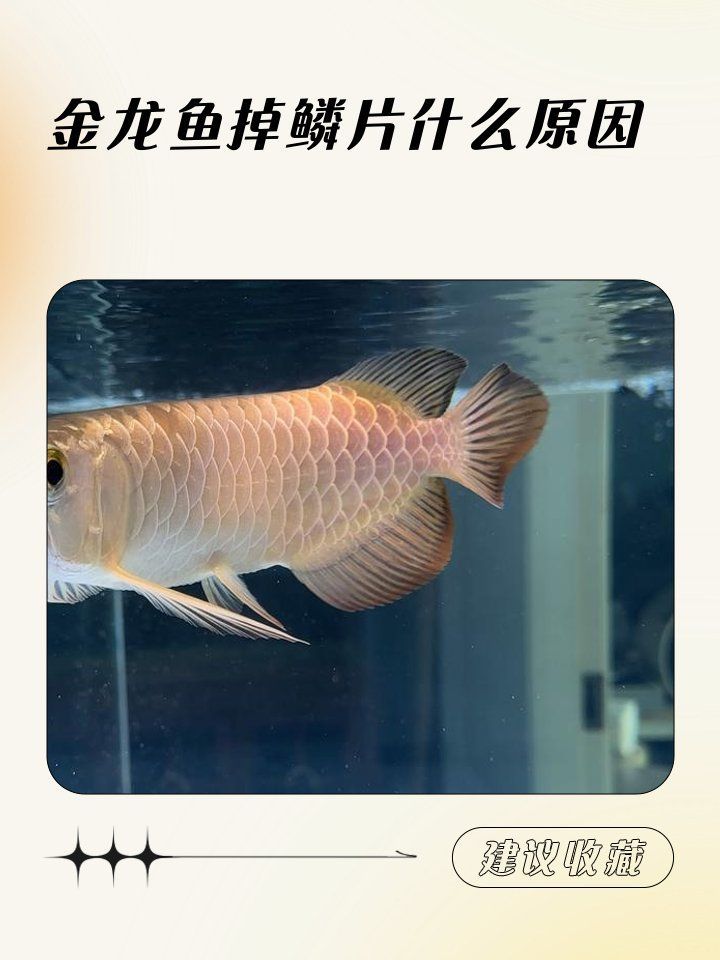 如何預防金龍魚掉鱗片感染 如何預防金龍魚掉鱗片感染 龍魚百科 第8張